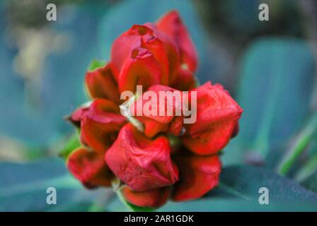 Die roten Rhodendron-Blumenknospen schließen Makrodetails, weiche unscharfe grüne Blätter Hintergrund Stockfoto