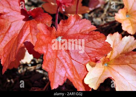 Rote rex-cultorum begonia Blätter, natürliche organische Pflanzenhintergrundstruktur, Draufsicht Stockfoto