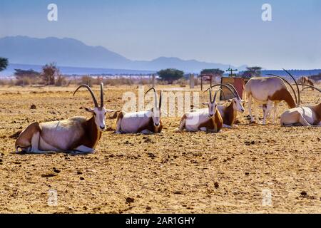 Gruppe von Geimitar-horned oryx, im Yotvata Hai-Bar Naturreservat, der Arava-Wüste, Südisraelisch Stockfoto