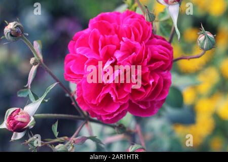 Rosenblume im Herbst. Korallenblüte im Rosengarten. Englischer Rosengarten, rosa Dahlienblüten Stockfoto