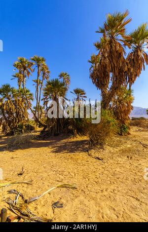 Kleiner Hain von Doppelpalmen (Hyphaene thebaica), in der Wüste Arava im Süden Israels Stockfoto