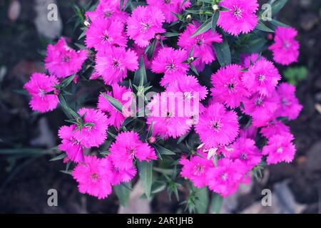 Rosa und Weiß blühende Gillyblütenblütler Blumen.Gillyblume ist die Nelke oder eine ähnliche Pflanze der Gattung Dianthus.Bright Red Wild Dianthus B. Stockfoto