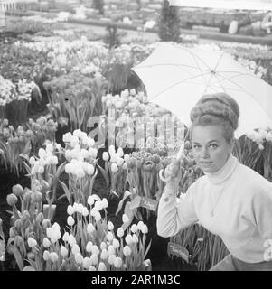 Westfriessche Flora 1966 in Bovenkarspel, Frühlingsbild im Winter Datum: 15. Februar 1966 Standort: Bovenkarspel Schlüsselwörter: Flora, Winter Institutionenname: Flora Stockfoto