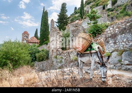 Ein Esel außerhalb des Pantanassa-Nonnenklosters auf dem Hügel von Mystra, Lakonien, Peloponnes, Griechenland. Stockfoto