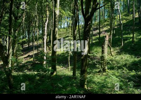 Naturwald mit buchen bei Friedrichsroda in Thüringen in Deutschland Stockfoto