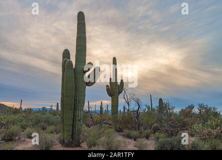 Saguaro-Kakteen im Saguaro-Nationalpark an einem Winterabend, Tucson, Arizona, Vereinigte Staaten. Stockfoto