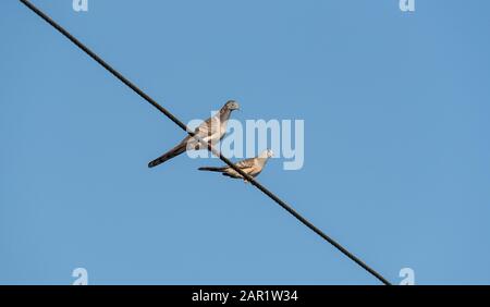 Dove (Geopelia humeralis) mit Barschulter und Friedliche Dove (Geopelia placida) auf einem Draht in Papua-Neuguinea sitzend Stockfoto