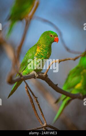 One of three green and yellow scaly-breasted lorikeets with red eyes and a beak perching on a branch on a sunny day. Blue sky in the background. Stockfoto