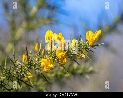 Nahaufnahme des im Frühling mit jälchen Blumen blühenden, häufig vorrackenden Gorses (Ulex europaeus). Diese Pflanze ist in Europa heimisch, aber eine invasive Art in Neuseeland Stockfoto