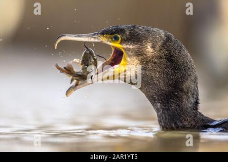 Großer Kormoran (Phalacrocorax carbo), der schwarze Bullhead (Ameiurus melas) isst, gefangen im Csaj-See, Kiskunsagi Nationalpark, Pusztaszer, Ungarn. Februar Stockfoto