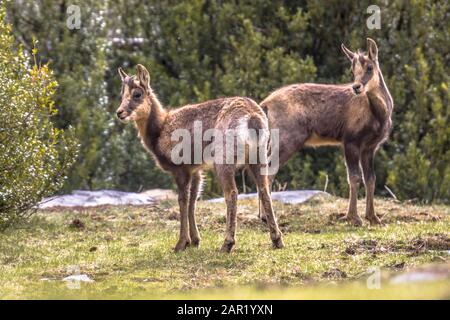 Zwei Pyrenäen-Chamois (Rupicapra rupicapra) ist eine in den Bergen Europas heimische Ziegenantilope, einschließlich der europäischen Alpen, der Pyrenäen, der Stockfoto