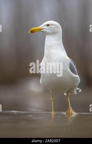 Gelbbeiner Möwe (Larus michahellis), der im Flachwasser im Kiskunsagi Nationalpark, Pusztaszer, Ungarn, spazieren geht. Februar. Stockfoto