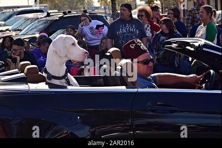 Glendale, VEREINIGTE STAATEN - 14. Dezember 2019: Ein weißer Großer Däne reitet auf dem Rücksitz eines Autos in einer Parade. Stockfoto