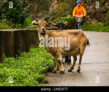 Halbferale Ziegen am Straßenrand mit Touristen auf Fahrrädern, Cat Ba Island, Vietnam, Asien Stockfoto