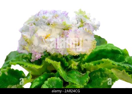 Weiße Saintpaulia Blumen oder afrikanische Veilchen. Sanfte Petalen mit farbigen Wellenrändern, Knospen und Blättern schließen sich an, isoliert auf weißem Hintergrund. Wunderschön Stockfoto