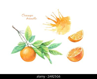 Orangefarbene Obstsammlung in Aquarell. Realistische botanische Illustration mit Zitrusfrüchten, Saft und Ast. Handgezeichnete exotische Lebensmittel auf weißem Etikett Stockfoto