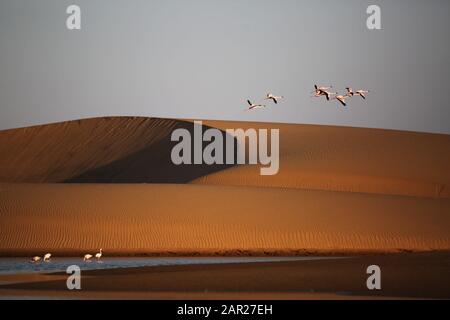 Flamingos fliegen über eine Sanddüne in der Nähe von Walvis Bay, Namibia. Stockfoto