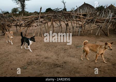 Hamer Tribe Village im Omo Valley, Konso, Süden Äthiopiens, Melkende Kühe am Morgen Stockfoto