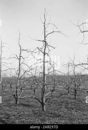 OP kwee A Date: Dezember 1954 Ort: Holzbegriffe: Bäume, Obstbau, Name der Jugendlichen: Louisse banne d oorenches, perebomen Stockfoto