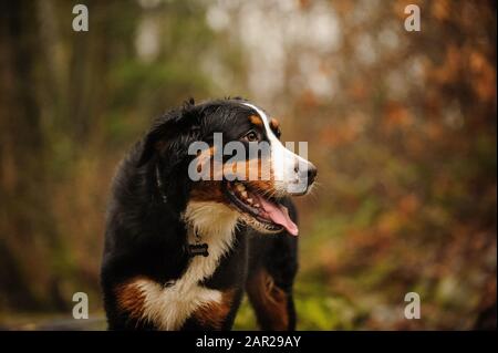 Bernisches Berghund Outdoor-Porträt Stockfoto