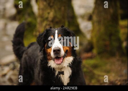 Bernisches Berghund Outdoor-Porträt Stockfoto