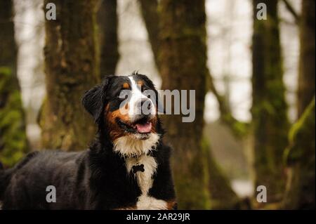 Bernisches Berghund Outdoor-Porträt Stockfoto