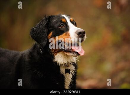 Bernisches Berghund Outdoor-Porträt Stockfoto