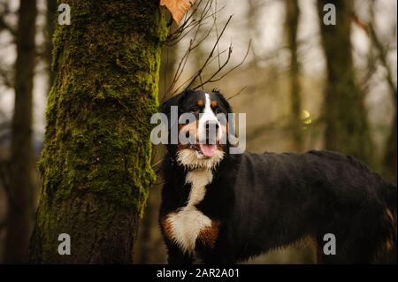 Bernisches Berghund Outdoor-Porträt Stockfoto