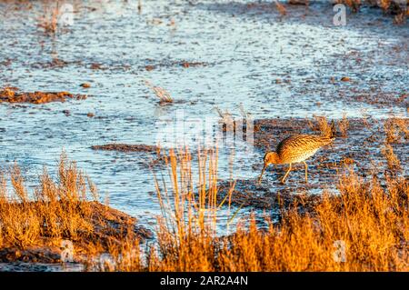 Ein Curlew, Numenius arquata, der sich an einem Schlamm an der Norfolkküste ernährt. Stockfoto