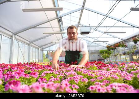 Glücklicher Arbeiter, der Blumen in einem Gewächshaus eines Blumenladens wächst Stockfoto