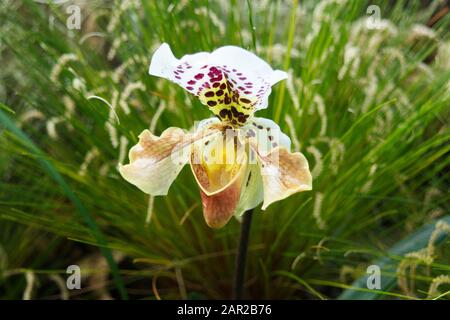 Lady Slipper Orchid (Paphiopedilum Ishtar), Close Up of Flower, Green Tall Grass im Hintergrund. Schauen Sie Von oben, Und Zeigen Sie die Tasche bereit, Insekten zu fangen Stockfoto