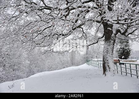 = Schneebaum am Hang in Kolomenskoye = Schöne Winterlandschaft im Kolomenskoye Park mit Blick auf den bedeckten Schneebaum an einem Hang hinunter bis t Stockfoto