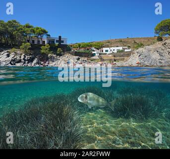 Mittelmeerküste, felsiger Strand mit Touristen im Sommer und Fisch mit Meeresgrund unter Wasser, geteilter Blick unter die Wasseroberfläche, Spanien Stockfoto