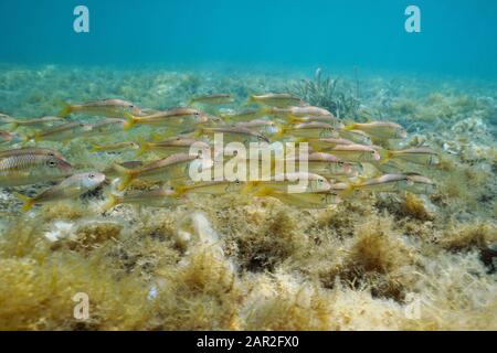 Fischschule, gestreifter roter Mullet (Mullus surmuletus) unter Wasser im Mittelmeer, Spanien, Costa Brava, Cadaques, Katalonien, Cap de Creus Stockfoto