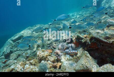 Unter Wasser ein Schwarm Fisch (gesattelter Seeram) mit einem Tintenfisch auf einem felsigen Grund, Mittelmeer, Spanien, Costa Brava, Palamos, Katalonien Stockfoto