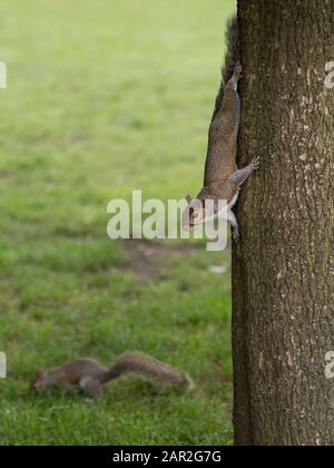 Zwei Eichhörnchen: Eines Kommt Vom Baum Und das Andere auf dem Rasen. Stockfoto