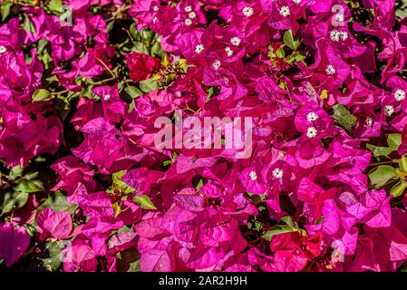 Pink Azaleen blühen in einer klauberhaften Hintergrundtextur, Ägypten, 12. Januar 2020 Stockfoto