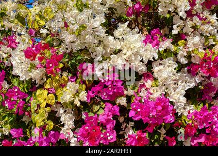 Weiße, rosafarbene und rote Azaleen blühen in einer klauberhaften Hintergrundtextur, Ägypten, 12. Januar 2020 Stockfoto