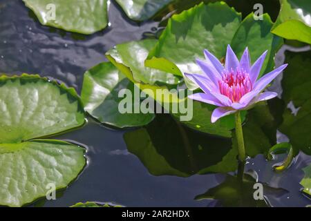 Ägyptischer Lotus (Nymphaea caerulea), blauer Lotus oder ägyptische Seerosenblüte in einem Teich im Valombreuse Botanical Gardens in Guadeloupe Stockfoto