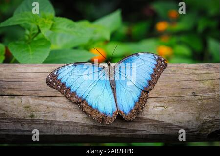 Blauer Morpho-Schmetterling, Morpho peleides, der auf einem Baumstamm ruht Stockfoto