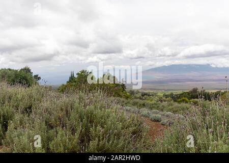 Der Blick von der Ali'i Kula Lavender Farm in Maui, Hawaii Stockfoto