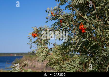 Rowan-Busch am Ufer des Ladoga-Sees in der Nähe der Festung Oreshek. Schlisselburg Stockfoto