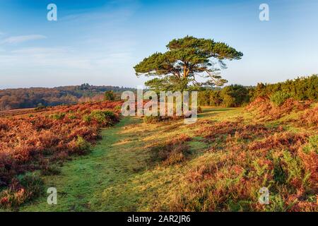 Bratley View im neuen Wald Stockfoto