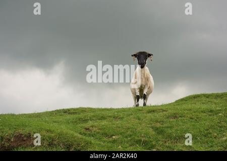 Schwarz stellte sich auf dem Hügelkamm in einem grünen Feld auf, das den Fotografen unter einem wolkigen grauen Himmel anstarrte Stockfoto