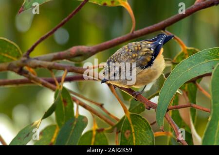 Pardalote mit 40 Punkten - Pardalotus Quadratintus einer der seltensten Vögel Australiens und mit Abstand seltensten Pardaloten, die sich auf den Südost-Kot beschränken Stockfoto