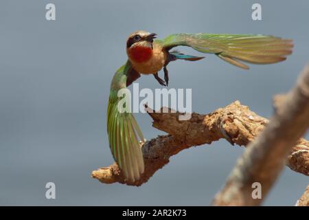 Fliegender Biene-eater mit weißer Front - Merops bullockoides Arten von Bienen-eater weit verbreitet im subäquatorialen Afrika, nisten in kleinen Kolonien, Diggin Stockfoto
