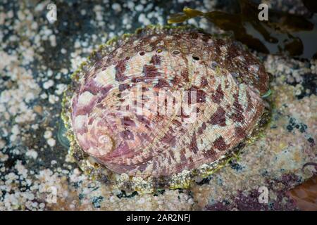 Ein grüner Ormer (Haliotis tuberculata). Eine Meeresschnecke, die im Nordostatlantik gefunden wurde. Guernsey, Kanalinseln, NE Atlantic. Stockfoto