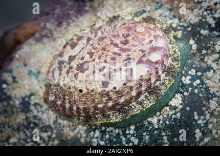 Ein grüner Ormer (Haliotis tuberculata). Eine Meeresschnecke, die im Nordostatlantik gefunden wurde. Guernsey, Kanalinseln, NE Atlantic. Stockfoto