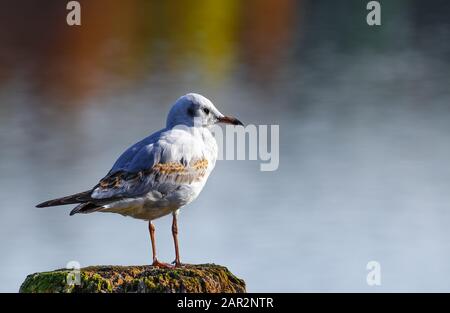 Der halbgewachsene Schwarzköpfige Möwe - Larus ridibundus - saß auf einem Holzpfahl am Kellersee, Ostholstein, Deutschland. Stockfoto