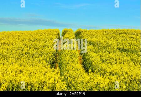 Die hellen Felder der Rapsblumen (Brassica napus) locken jedes Jahr Besucher nach Schleswig-Holstein. Stockfoto